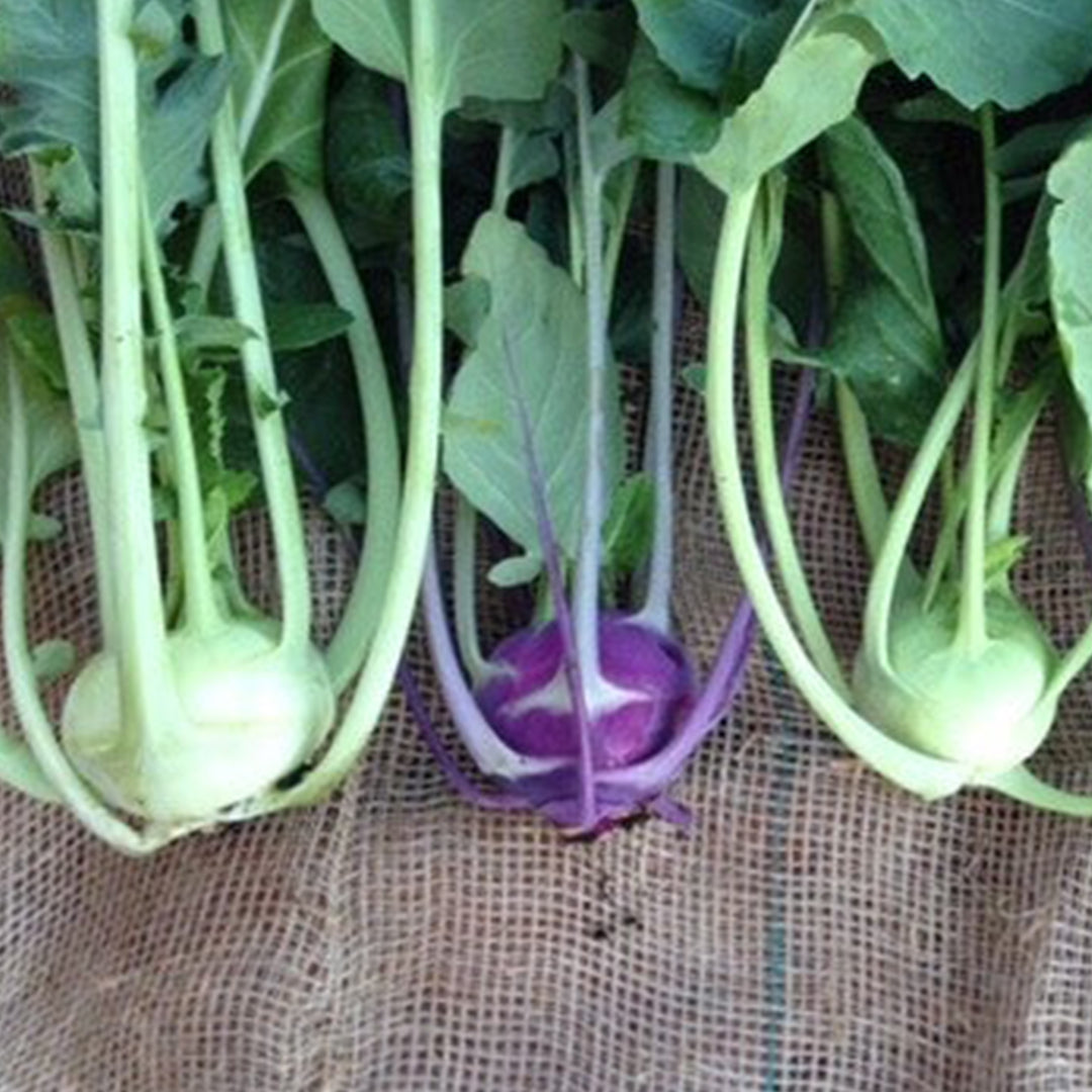 Proef Abonnement Zelfoogst groente (4 weken)