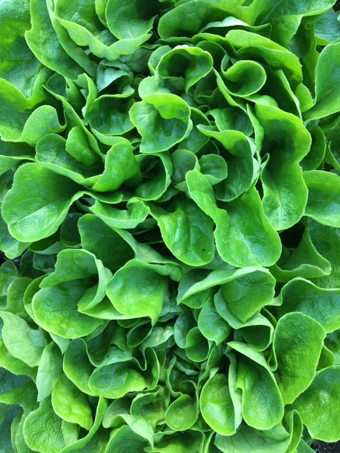 Seizoensverlenging winter