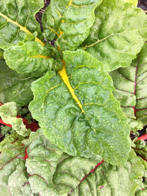 Seizoensverlenging winter