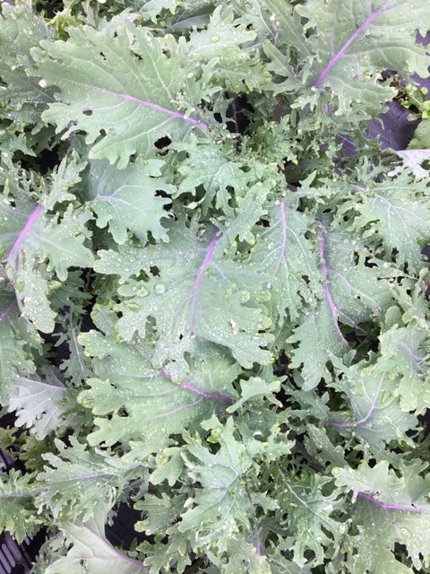 Seizoensverlenging winter