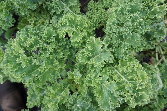 Seizoensverlenging winter