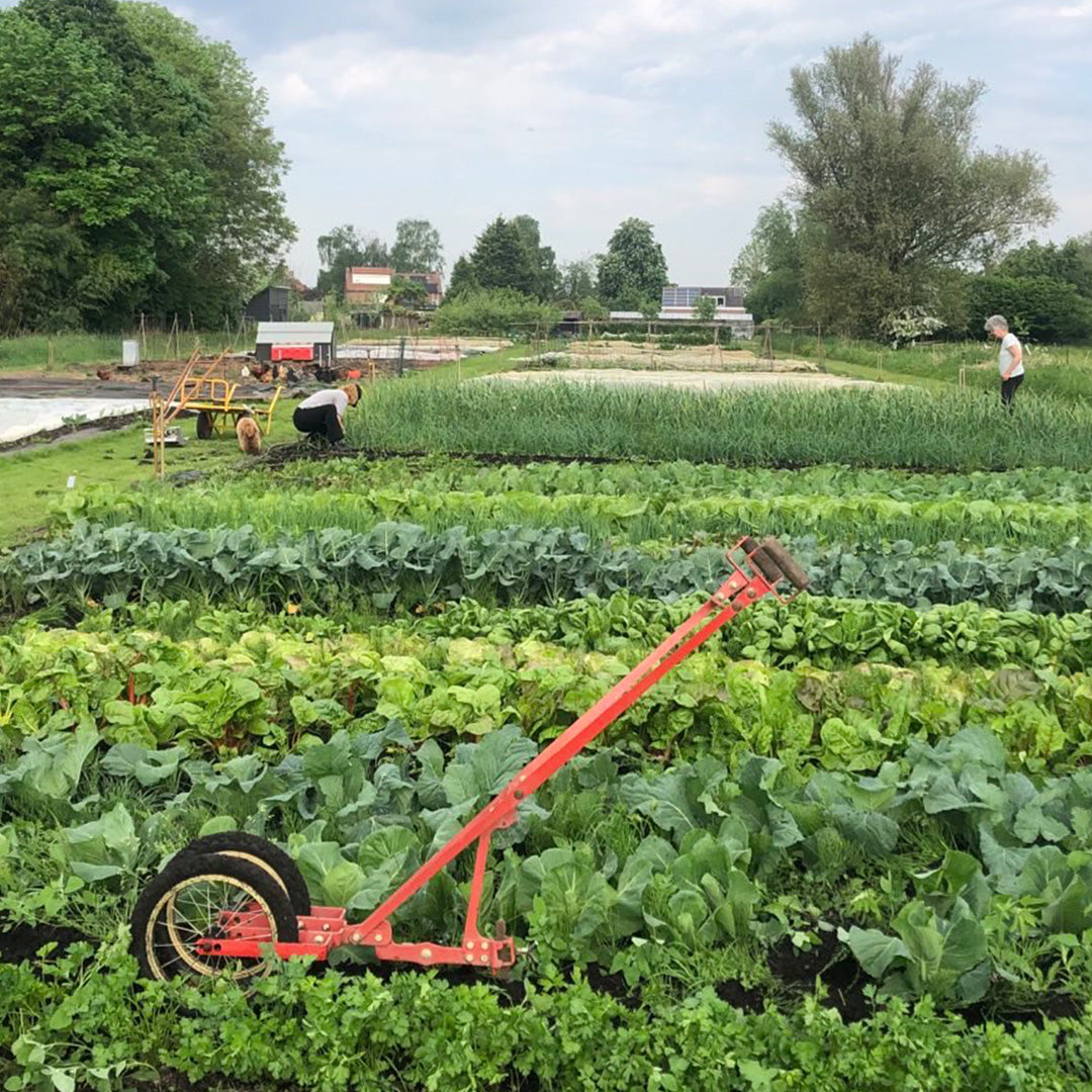 Proef Abonnement Zelfoogst groente (4 weken)