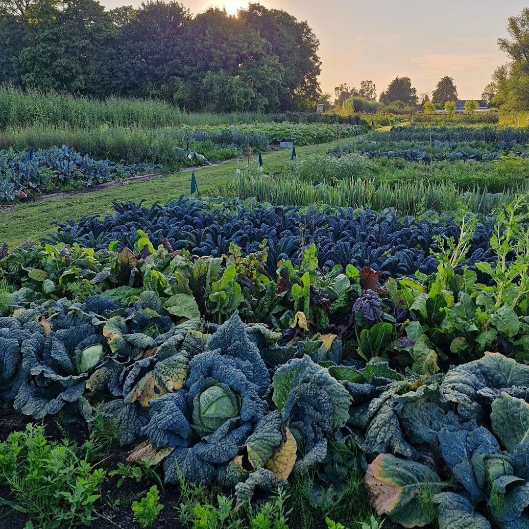 Oogstabonnement - maandelijks betalen