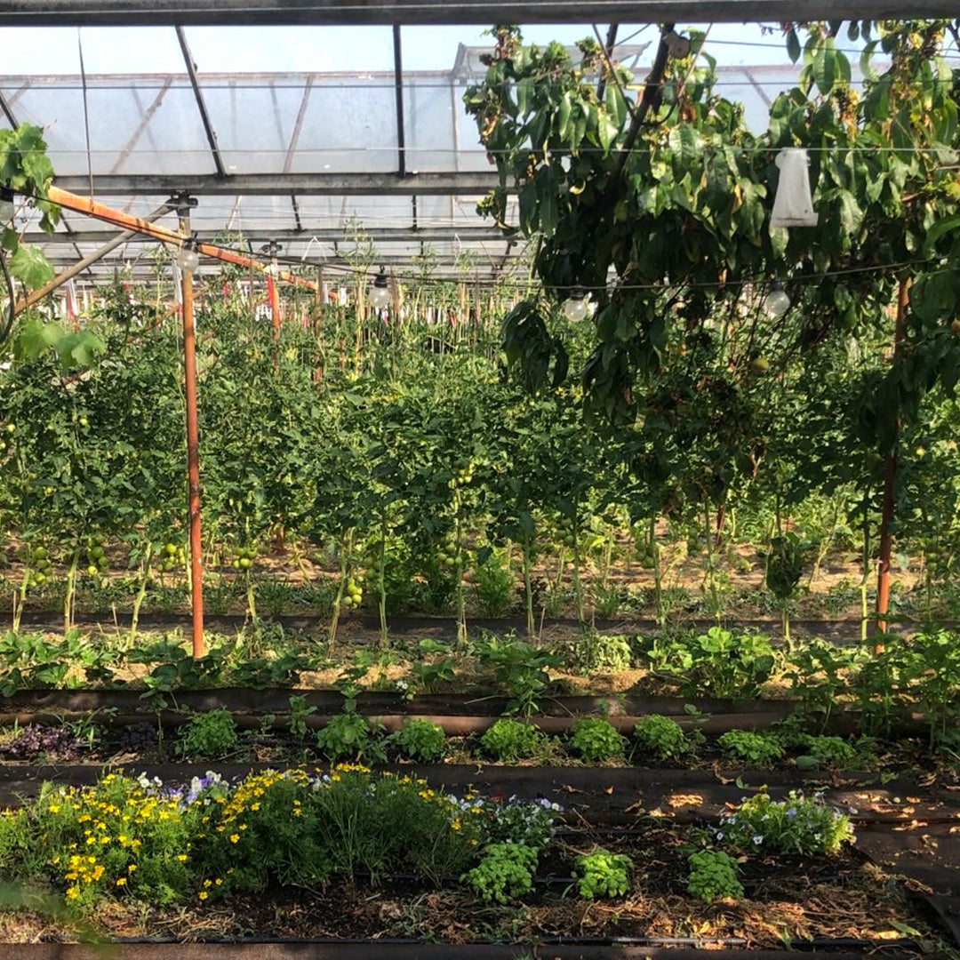 Oogstabonnement - maandelijks betalen