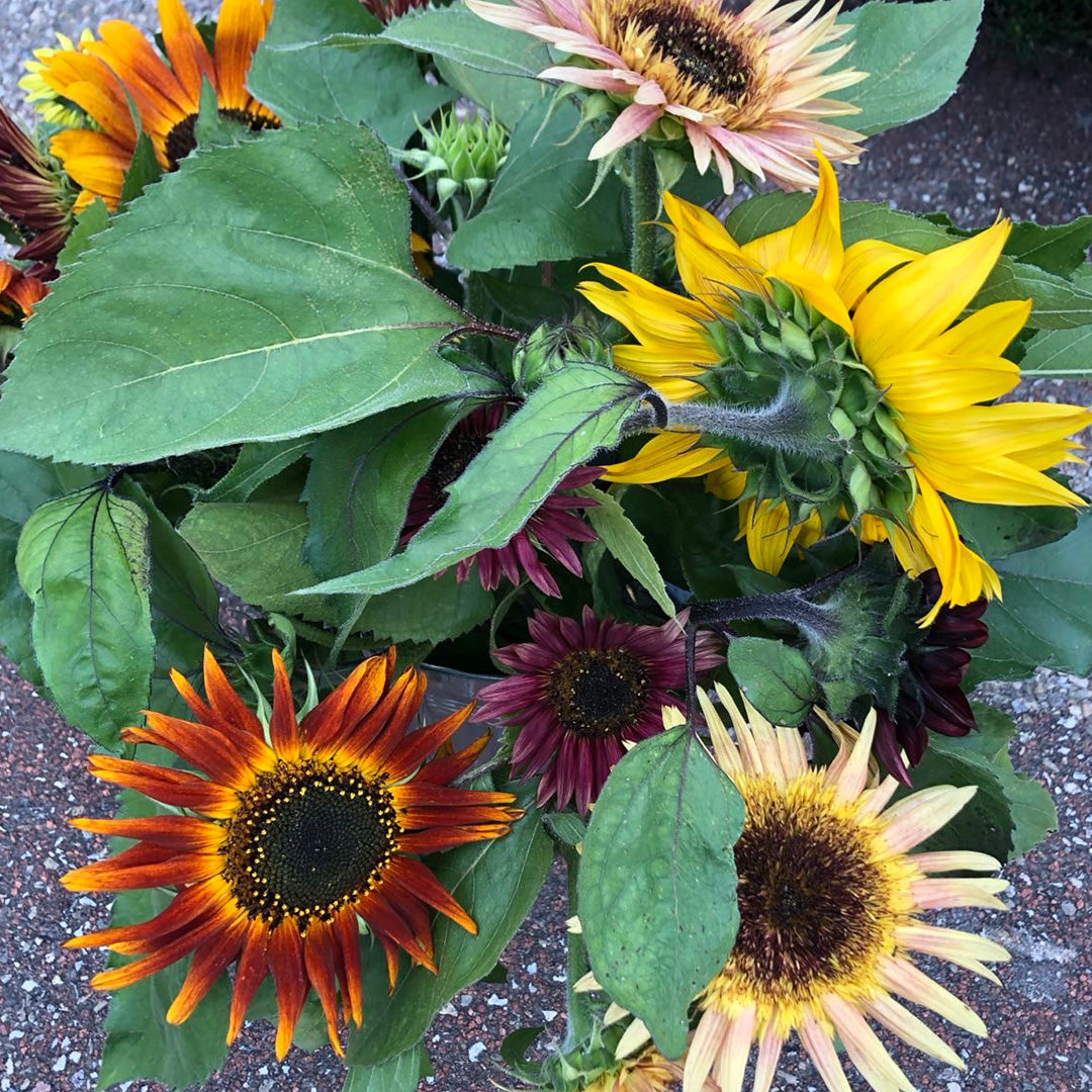 Bloemen voor je feest