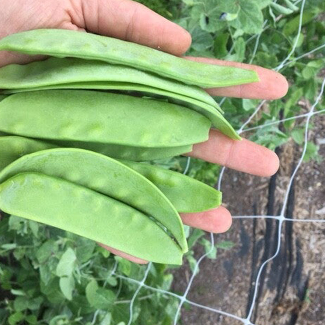 Proef Abonnement Zelfoogst groente (4 weken)